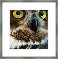 Reelfoot Lake Owls Framed Print