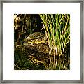 Reflect This Framed Print