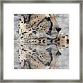 Reflected Cheetah Framed Print