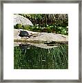 Reflecting On The Life Of A Turtle Framed Print