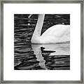 Reflection Of A White Swan Framed Print