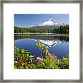 Reflection Of Mount Hood In Trillium Framed Print