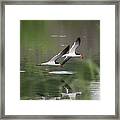 Reflection Of Skimmers Over The Pond Framed Print