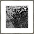 Reflection Of Tree In Water Framed Print