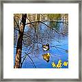 Reflections Of Spring Framed Print