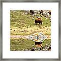 Reflections Of The Bison Herd Framed Print