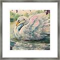 Regal Swan Framed Print