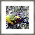 Regent Parrot Framed Print
