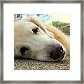 Relaxing Golden Retriever Dog Framed Print