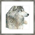 Relaxing Wolf Framed Print
