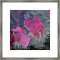 Remembered Framed Print