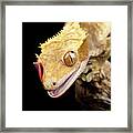 Reptile Close Up With Tongue Framed Print