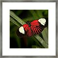 Resting Butterfly Framed Print
