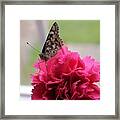 Resting Butterfly Framed Print