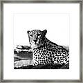 Resting Cheetah B And W Framed Print