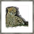 Resting Cheetah Framed Print
