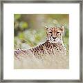 Resting Cheetah Framed Print