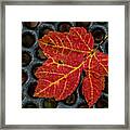 Resting From The Fall Framed Print
