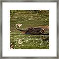 Resting Framed Print