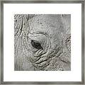 Rhino Eye Framed Print
