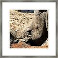 Rhinoceros Framed Print