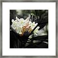 Rhododendron Blooms Framed Print