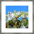 Rhododendron Ciliicalyx Dthn0213 Framed Print