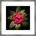 Rhododendron Framed Print