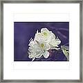 Rhododendron In Bloom 
Middle Prong Framed Print