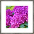 Rhododendron In Pink Framed Print