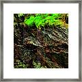 Rhododendron On Wet Cliff Blue Ridge Framed Print