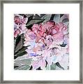 Rhododendron Rose Framed Print