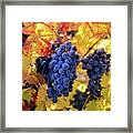 Rich Fall Colors With Grapes Framed Print