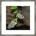 Right And Left Wings Framed Print