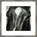 Right Between The Eyes Framed Print