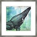 Right Whale Framed Print