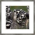 Ring-tailed Lemur Lemur Catta Group Framed Print