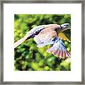 Ringed Neck Dove In Flight Framed Print
