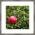 Ripe Apples. Framed Print