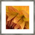 Ripples Of Gold Framed Print