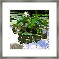 Ripples On The Lotus Pond Framed Print