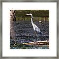 River Blue Heron Framed Print