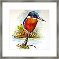 River Kingfisher Framed Print