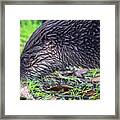 River Otter Astray Framed Print