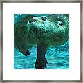 River Otter Framed Print