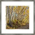 Road With Leaning Aspens Framed Print