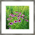 Roadside Coneflowers In Mchenry County Framed Print