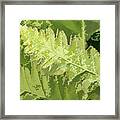 Roadside Fern 2 - Framed Print