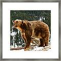 Roaring Grizzly On Rock Framed Print