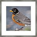 Robin Framed Print